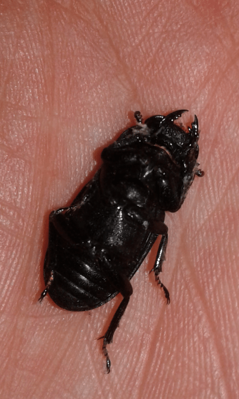 Dorcus parallelipipedus (Lucanidae), femmina? S.